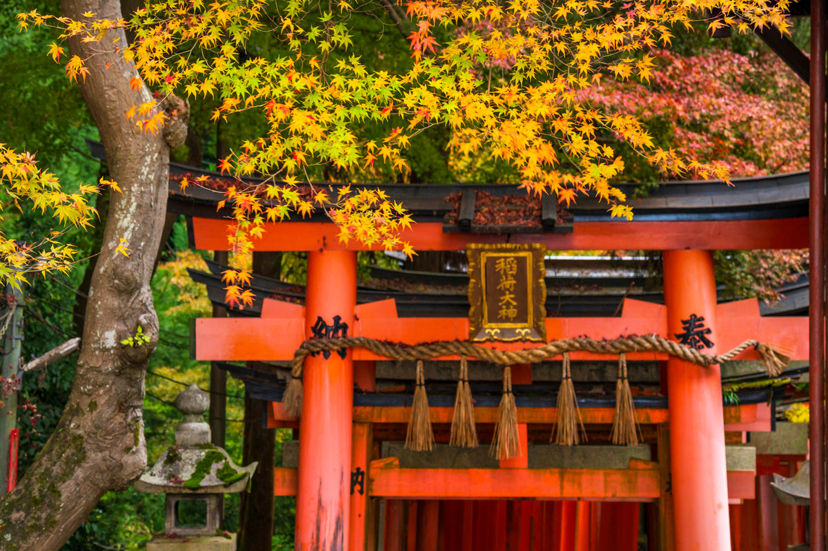 Fushimi Inari Temple Tori Gate, Kyoto