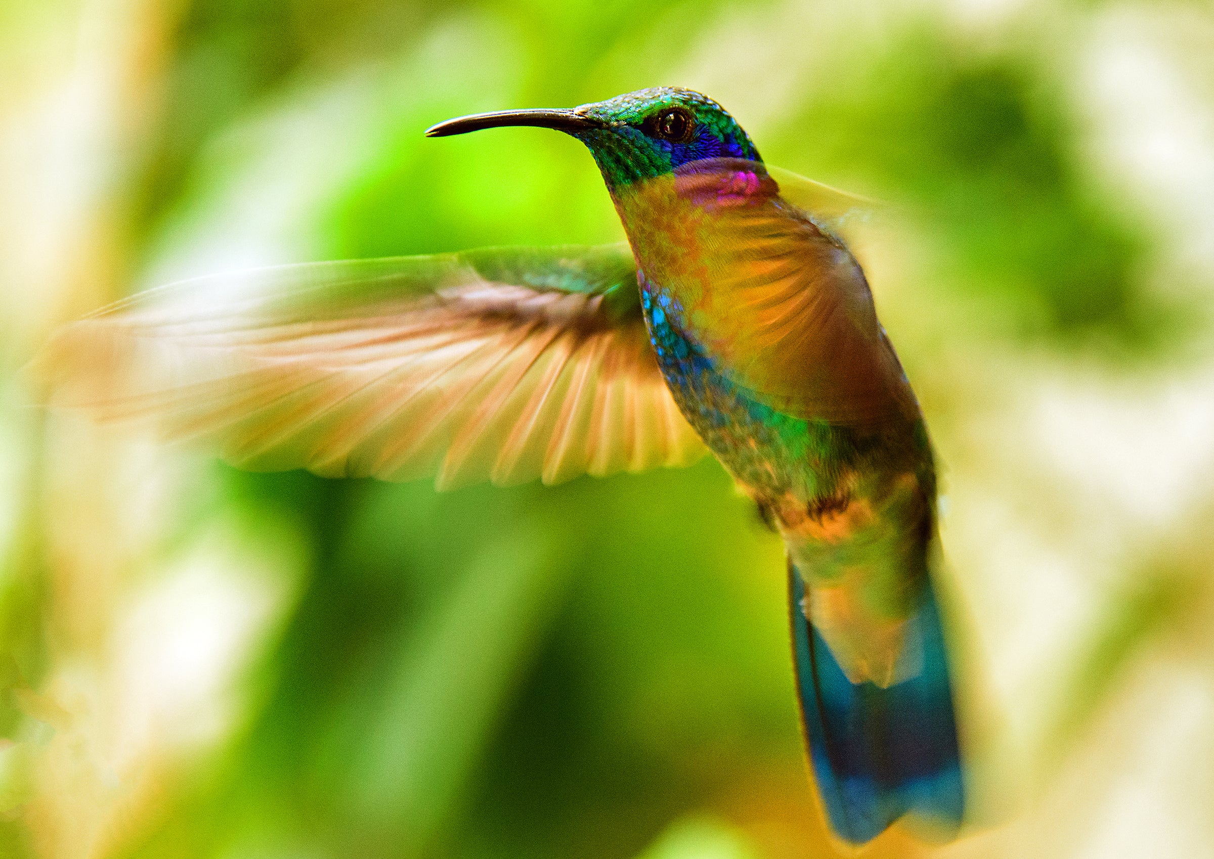 Hummingbird Colorful Hummingbird in Flight – HooverArts