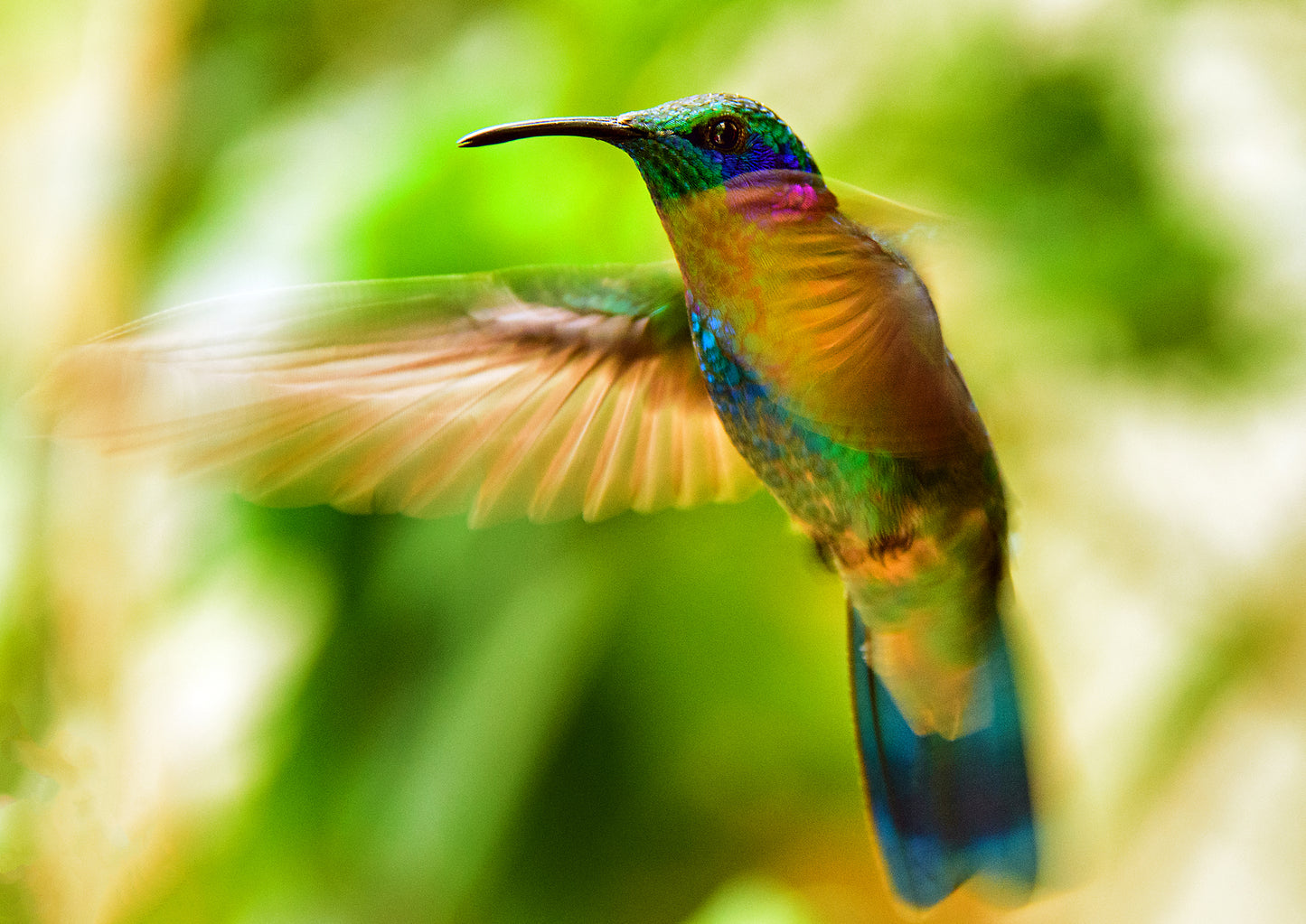 Colorful Hummingbird in Flight