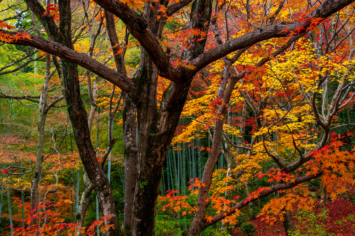 Jojjako Temple, Autumn, Kyoto