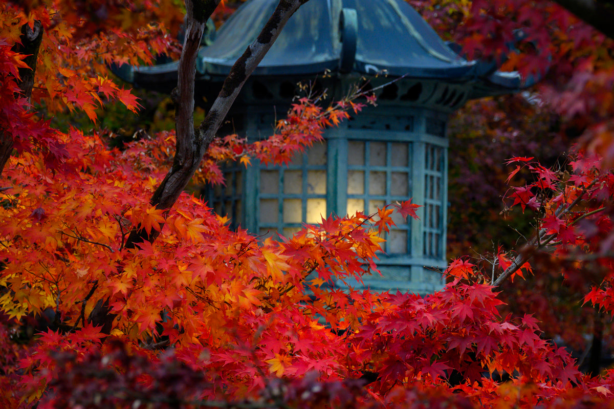 Lantern in Autumn, Kyoto