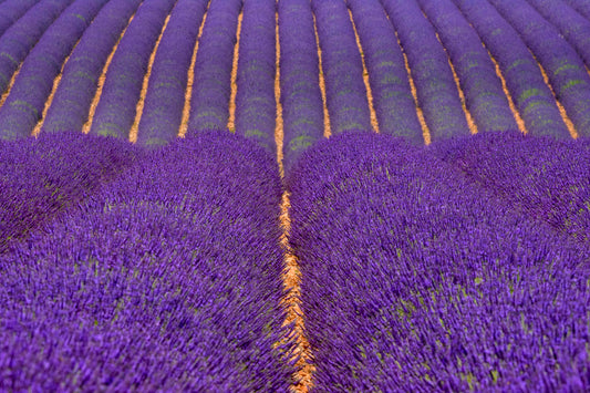Rows of Lavender, Provence, France