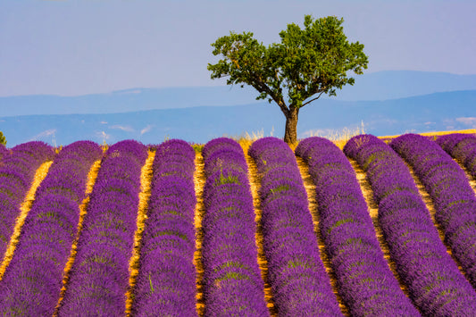 Lavender fields of Provence, France