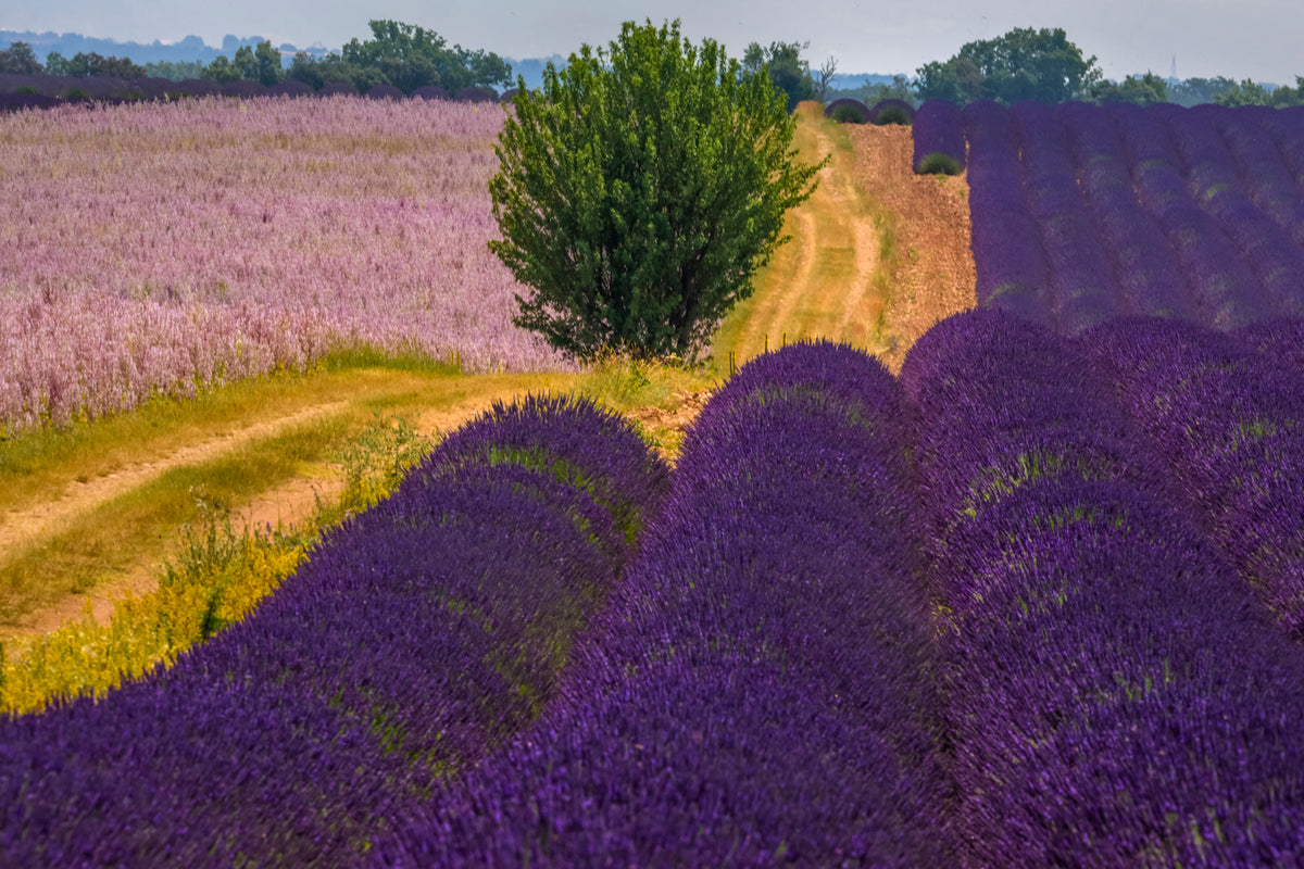 Lavender Fields, Provence, France