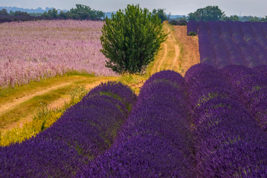 Lavender Fields, Provence, France