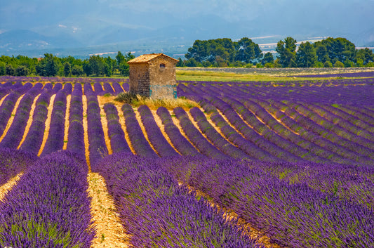 Lavender Fields in Provence, France — Stone Farmhouse