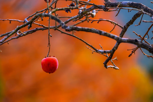 The Last Persimmon, Hakone