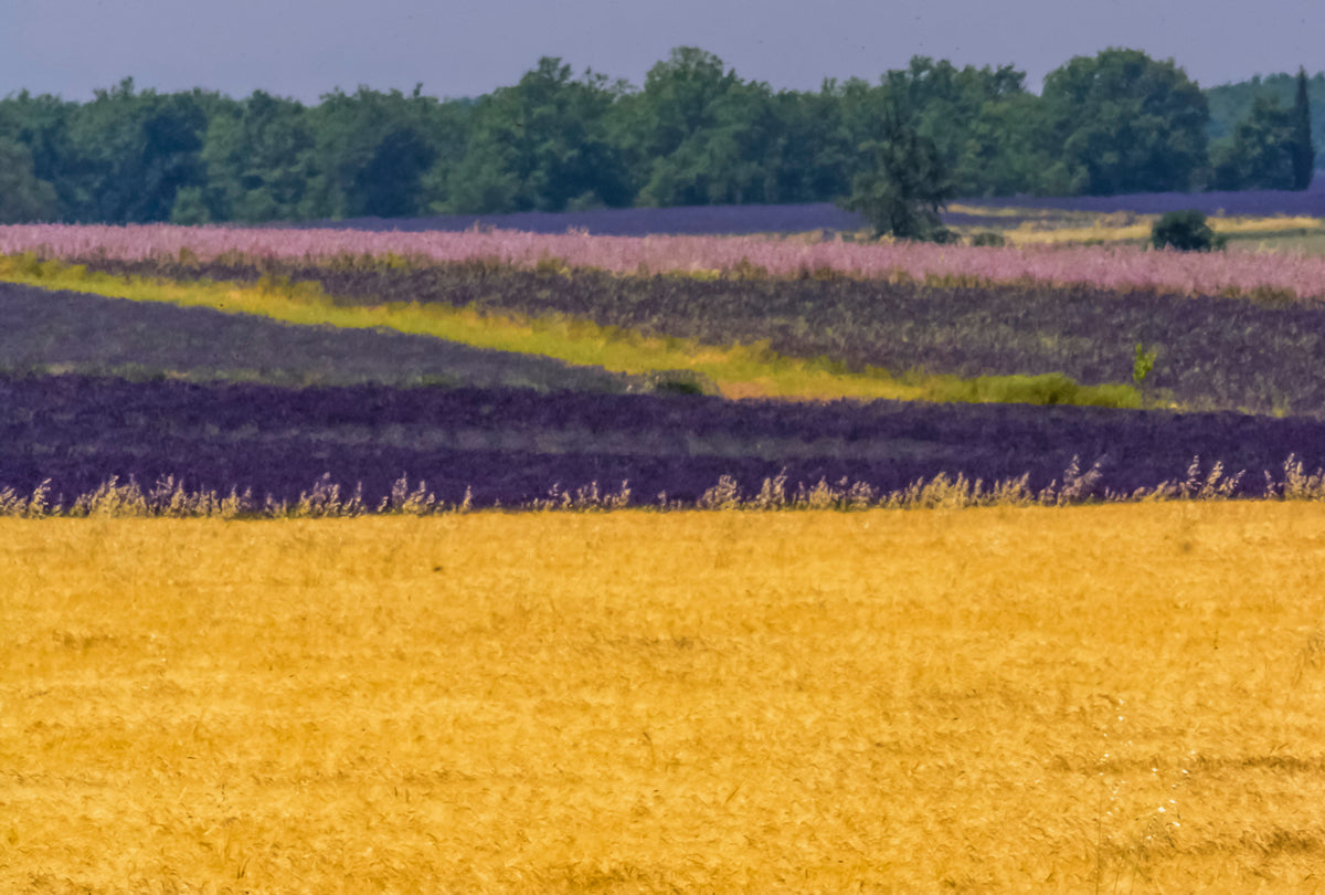 Provence - Wheat Fields and Lavender