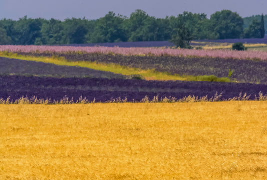 Provence - Wheat Fields and Lavender