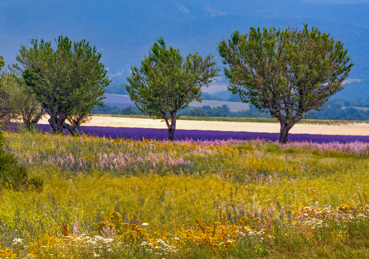Lavender Fields, Provence, France