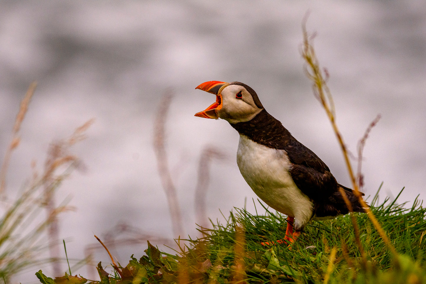 Puffin, Iceland