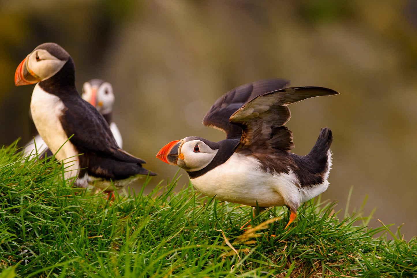 Puffin, Iceland