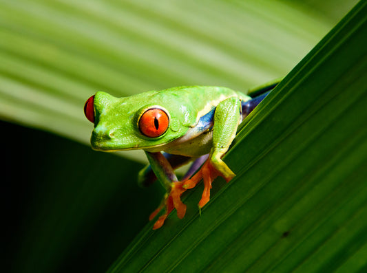 Red Eyed Tree Frog, Costa Rica