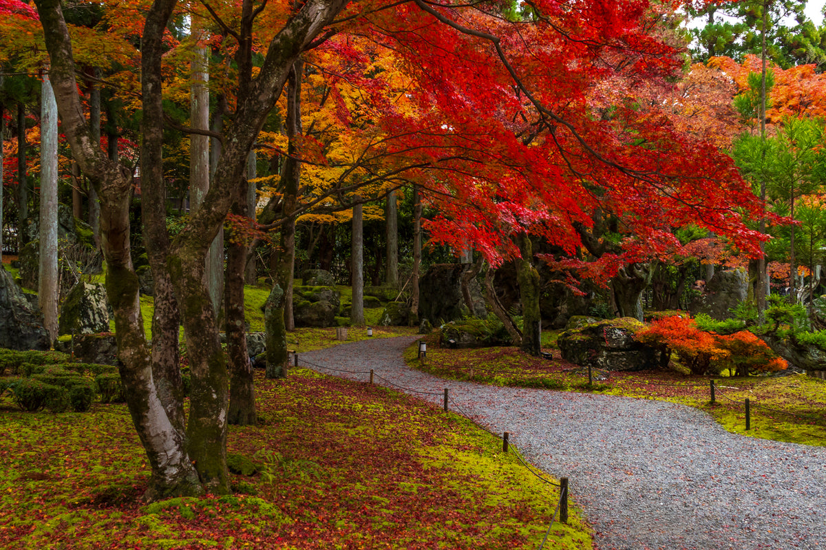 Shozan Garden, Autumn, Kyoto