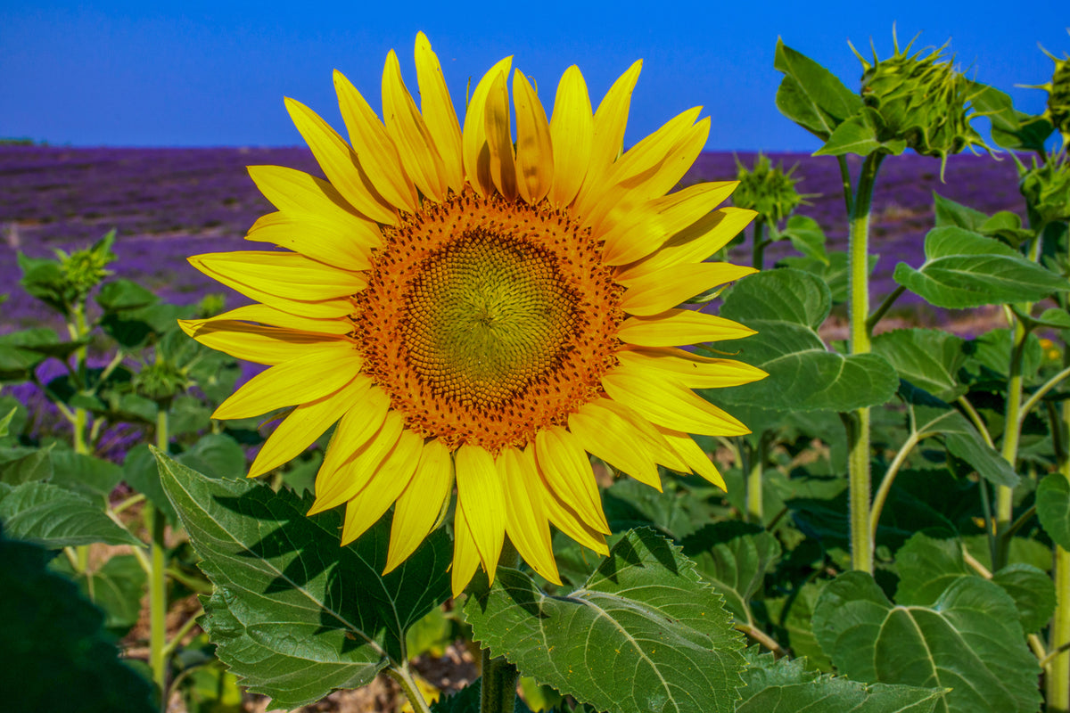 Sunflowers and Lavender, Provence, France