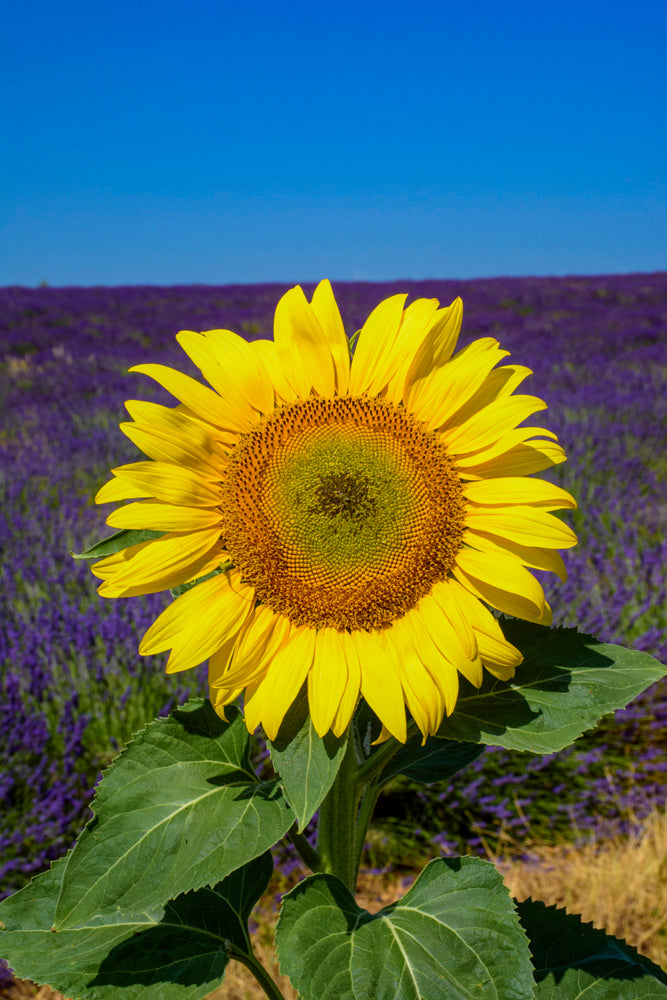 Sunflowers and Lavender, Provence, France