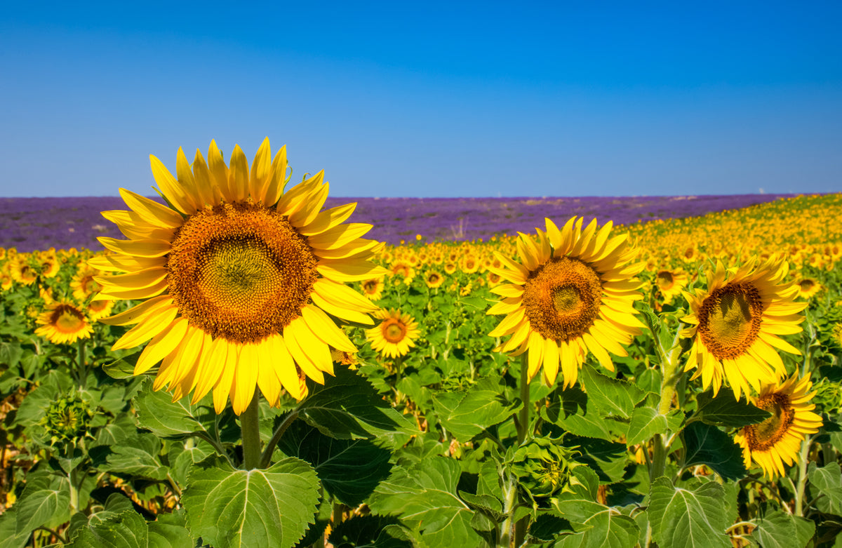 Sunflowers and Lavender, Provence, France