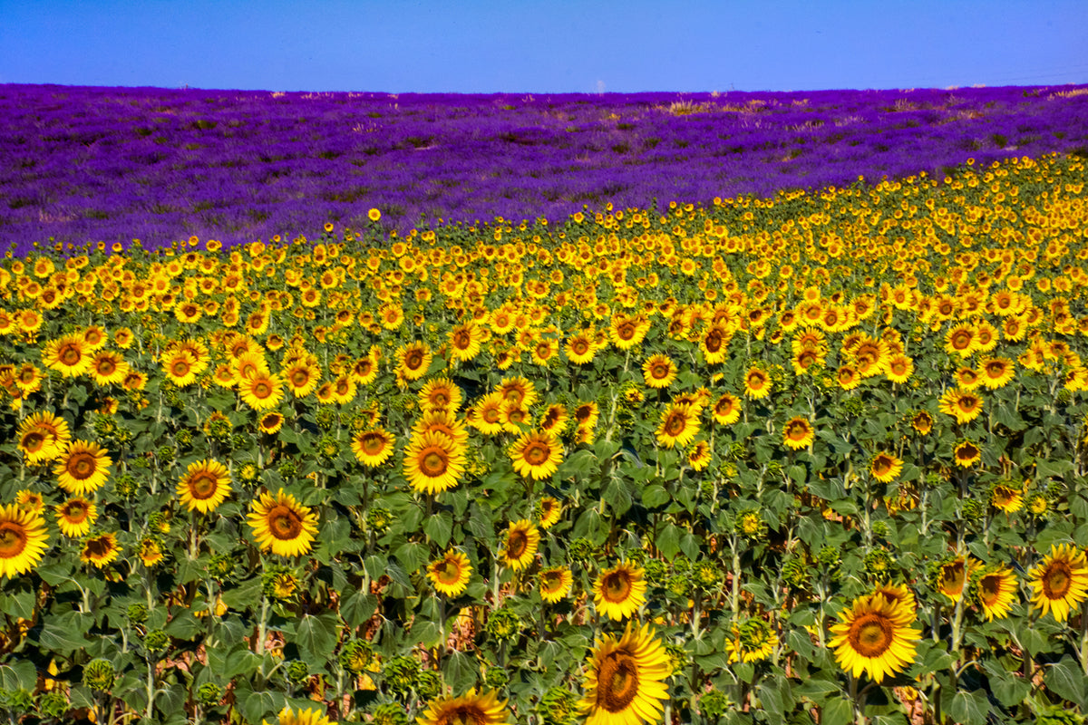 Sunflowers and Lavender, Provence, France