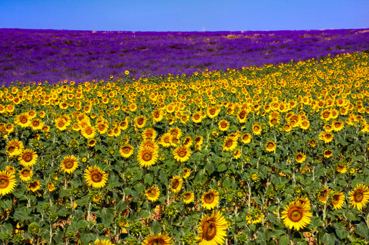 Sunflowers and Lavender, Provence, France