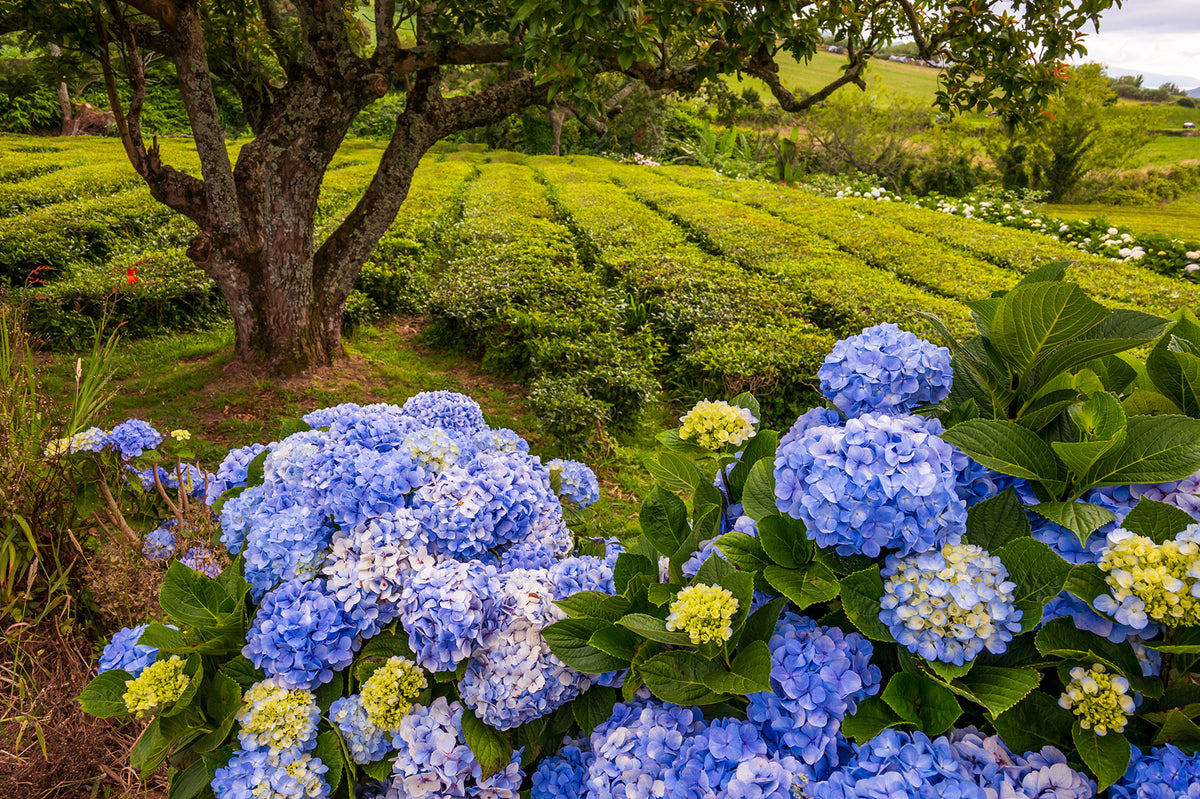 Gorreana Tea Plantation, Sao Miguel