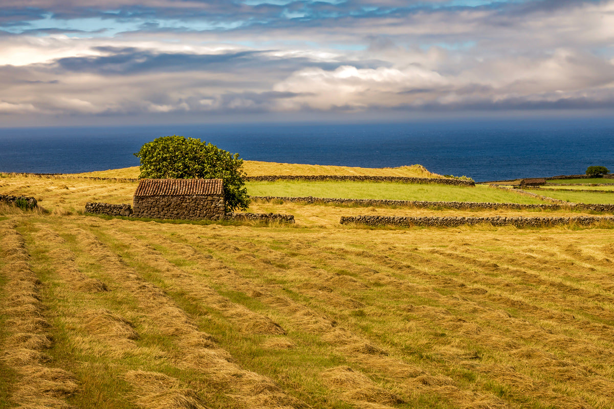 Traditional Farm and Coastal Pastures on Terceira Island, Azores