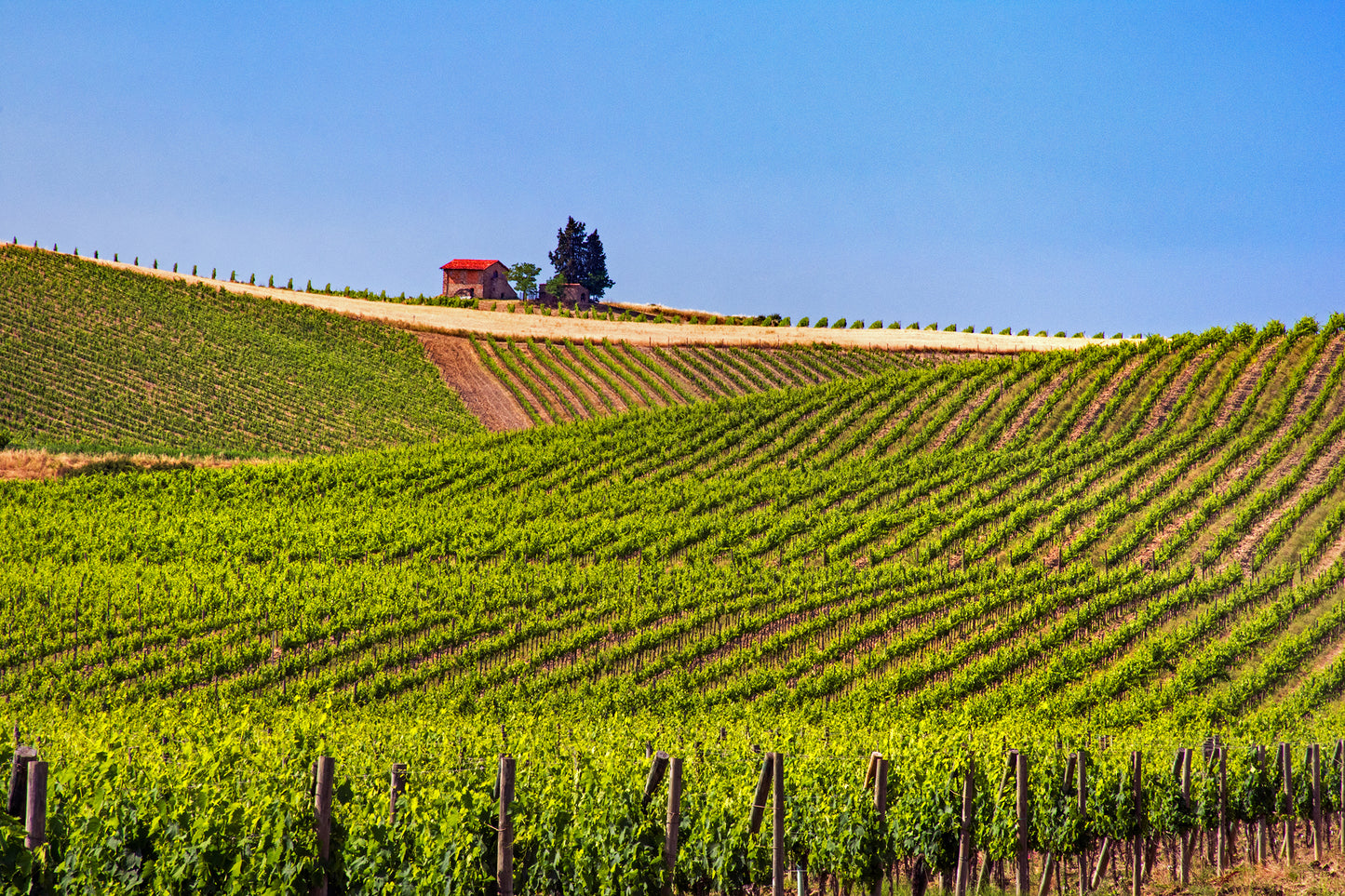 Tuscany, Vineyard, Italy